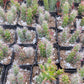 #6C Opuntia Eve's Needles 2"