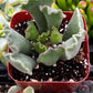 Crinkle Leaf Succulent