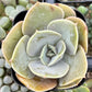 Echeveria Lolita