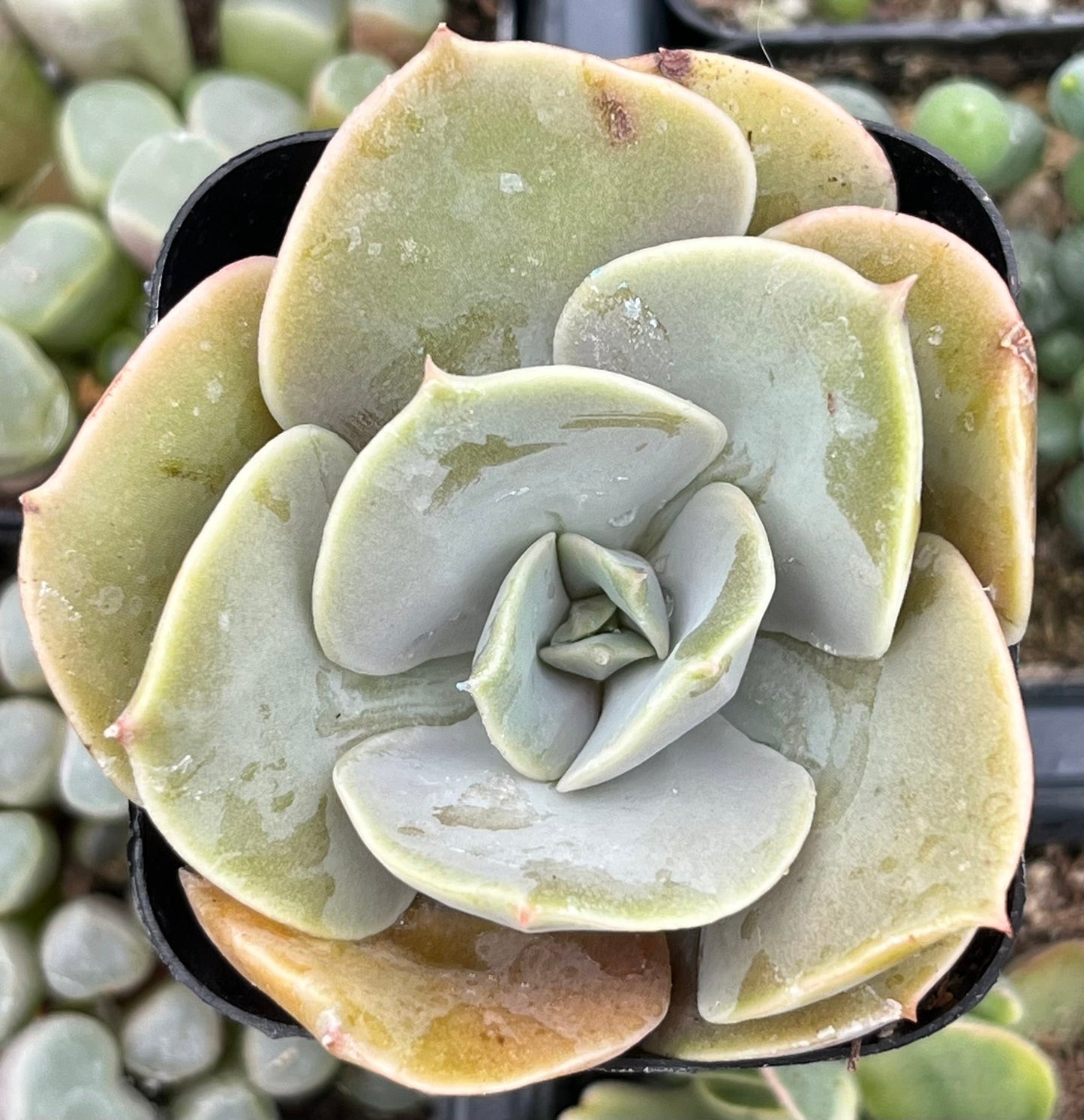 Echeveria Lolita
