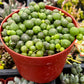 String of Pearls