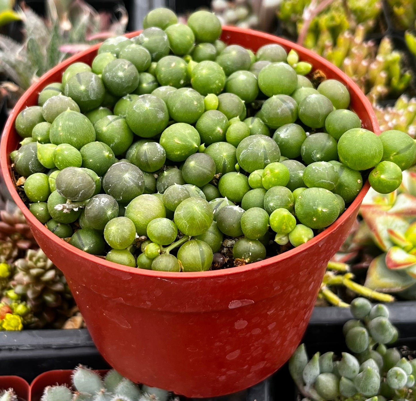 String of Pearls