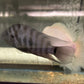 Convict cichlids