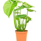 Monstera Swiss Cheese Plant -Size: ~18-24” tall and a 6” pot.