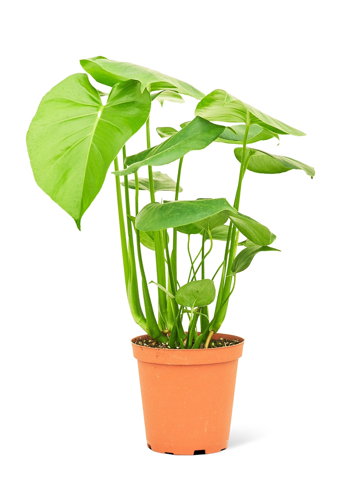 Monstera Swiss Cheese Plant -Size: ~18-24” tall and a 6” pot.
