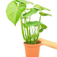 Monstera Swiss Cheese Plant -Size: ~18-24” tall and a 6” pot.