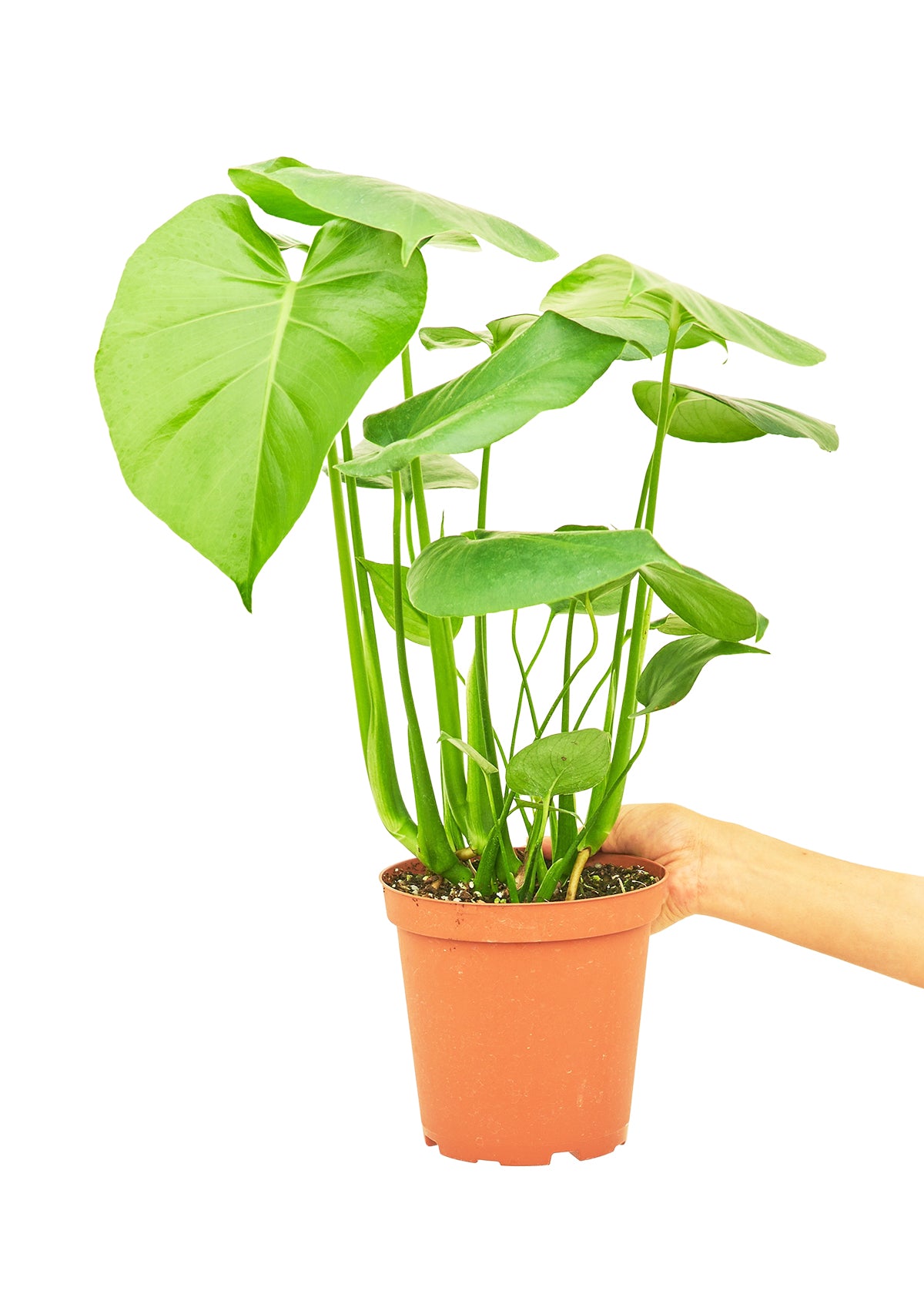 Monstera Swiss Cheese Plant -Size: ~18-24” tall and a 6” pot.
