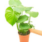 Monstera Swiss Cheese Plant -Size: ~18-24” tall and a 6” pot.