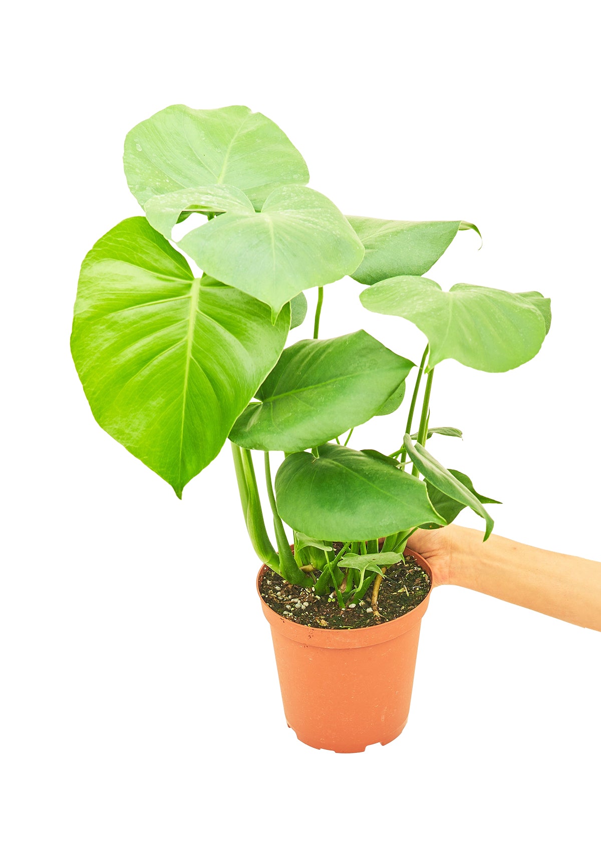 Monstera Swiss Cheese Plant -Size: ~18-24” tall and a 6” pot.