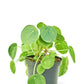 Chinese Money Plant (Pilea peperomioides)
