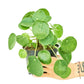 Chinese Money Plant (Pilea peperomioides)
