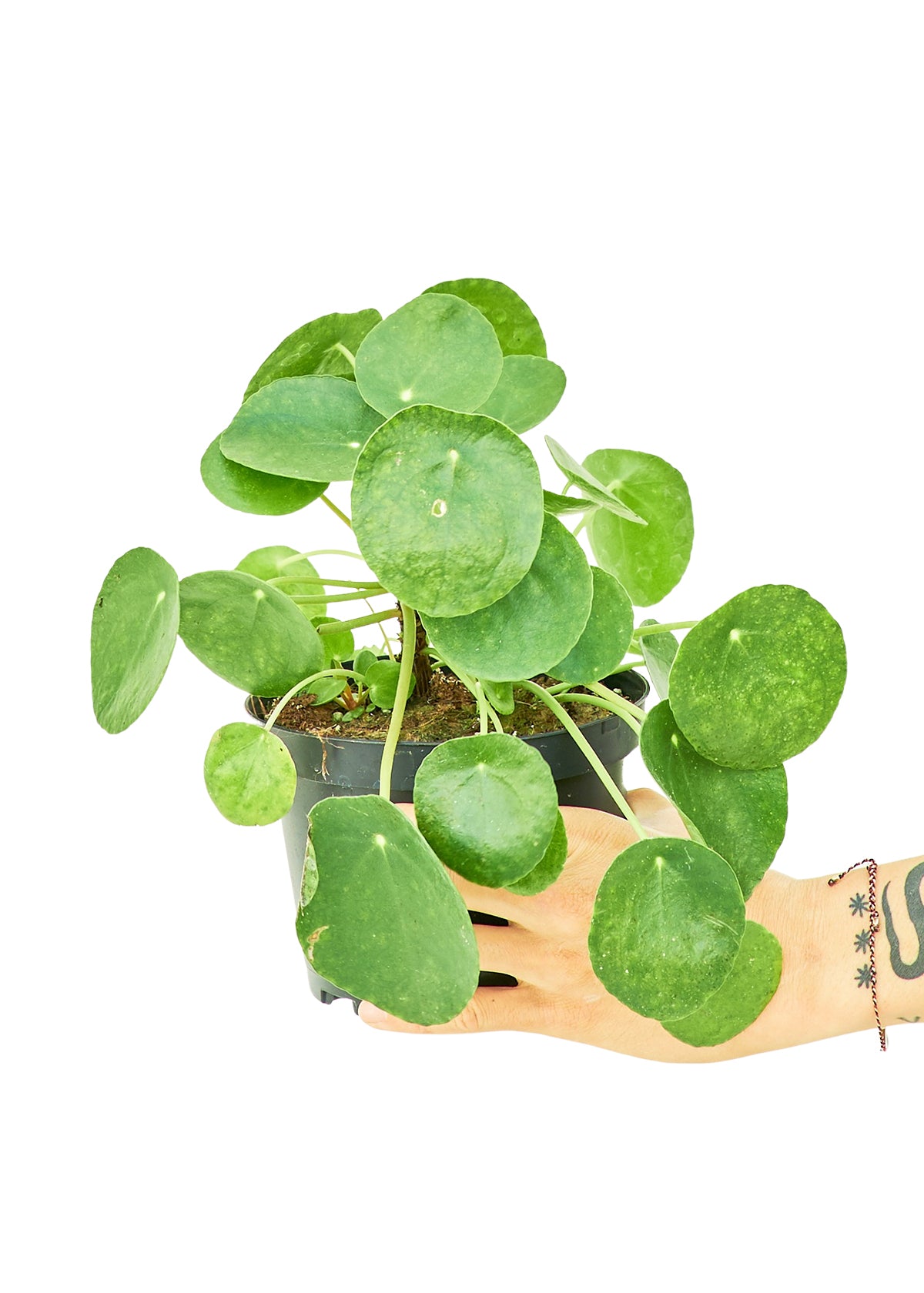 Chinese Money Plant (Pilea peperomioides)