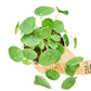 Chinese Money Plant (Pilea peperomioides)