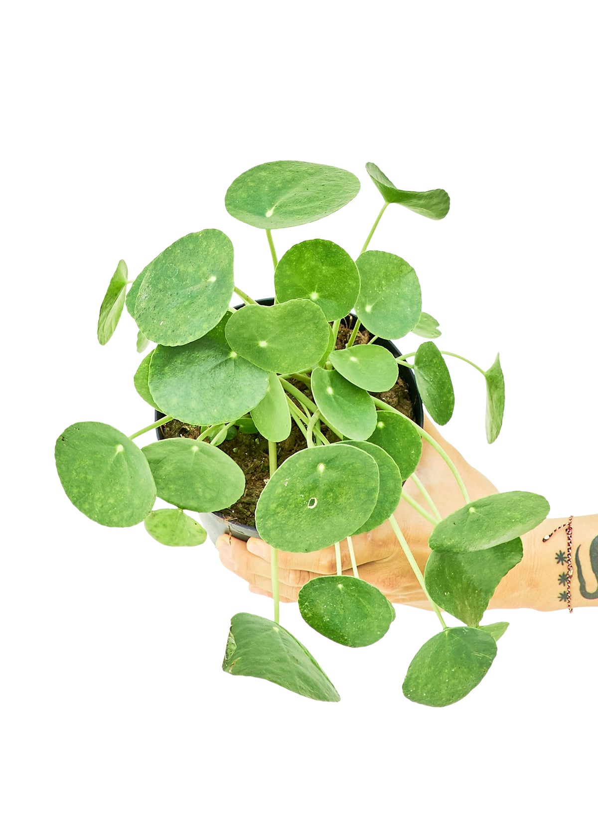 Chinese Money Plant (Pilea peperomioides)