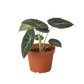 Alocasia Reginula 'Black Velvet'