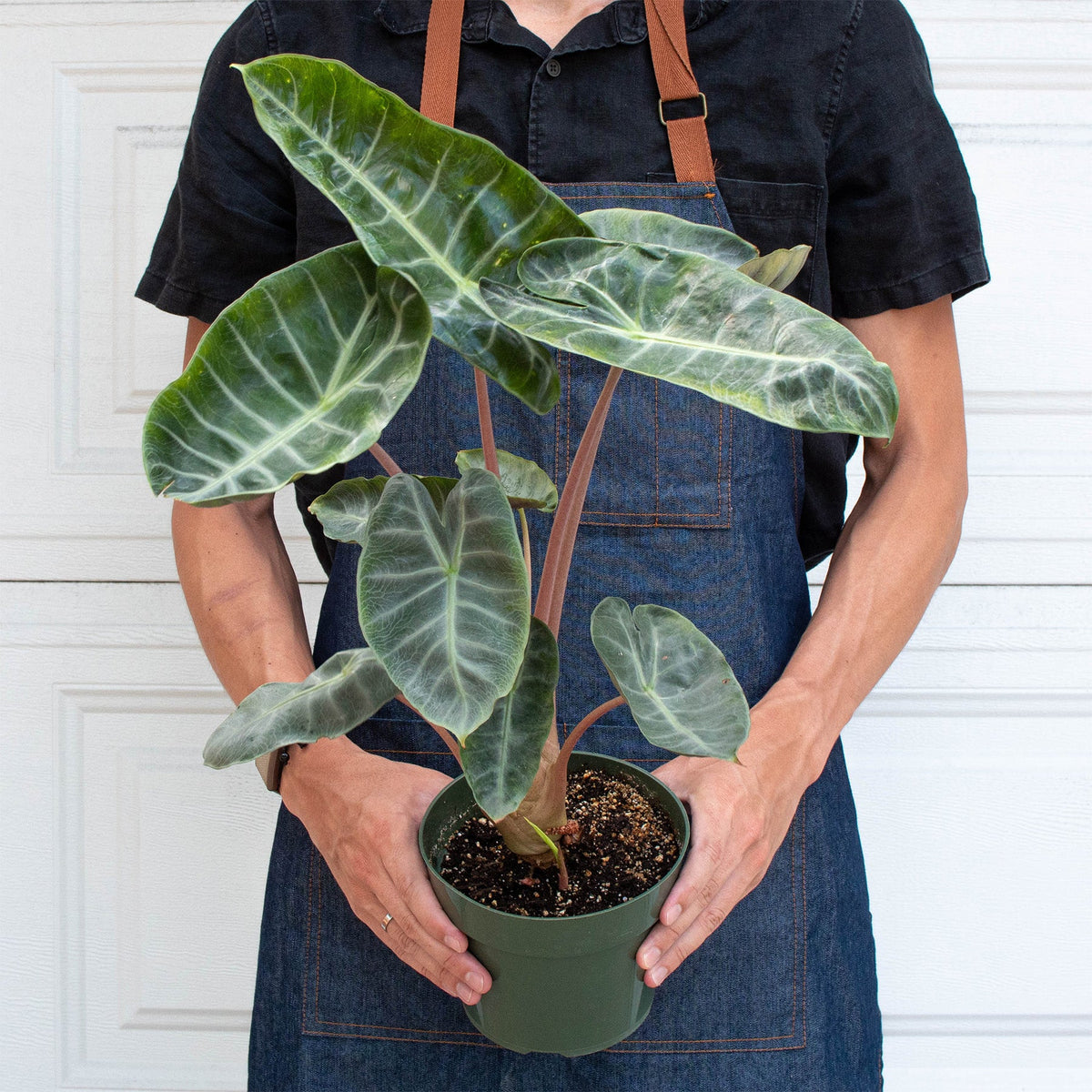 Alocasia Dragón Rosa