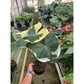 Alocasia 'Mickey Mouse' (Xanthosoma sagittifolium 'Variegatum Monstrosum')