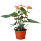 Anthurium 'Orange'