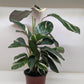 Calathea Princess Dalya | Pink & Purple Prayer Plant | House Plant Shop