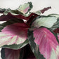 Calathea roseopicta 'Silvia'