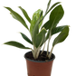 Chinese Evergreen Snow Cap | Low-Light Silver Foliage Plant | House Plant Shop