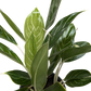 Chinese Evergreen Snow Cap | Low-Light Silver Foliage Plant | House Plant Shop