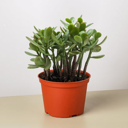 Succulent Crassula 'Jade'