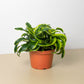 Dracaena 'Tornado'I Dracaena has Dark green leaves which grow in a spiral formation from its thin stem.