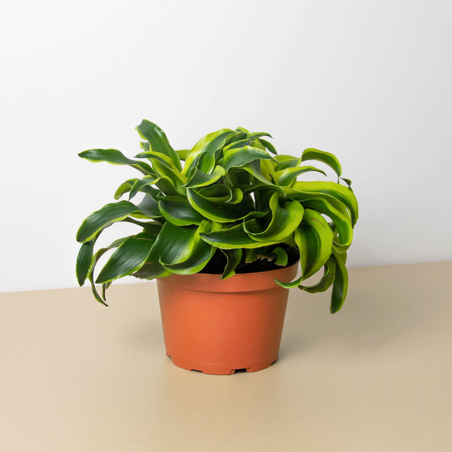 Dracaena 'Tornado'I Dracaena has Dark green leaves which grow in a spiral formation from its thin stem.