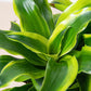 Dracaena 'Tornado'I Dracaena has Dark green leaves which grow in a spiral formation from its thin stem.