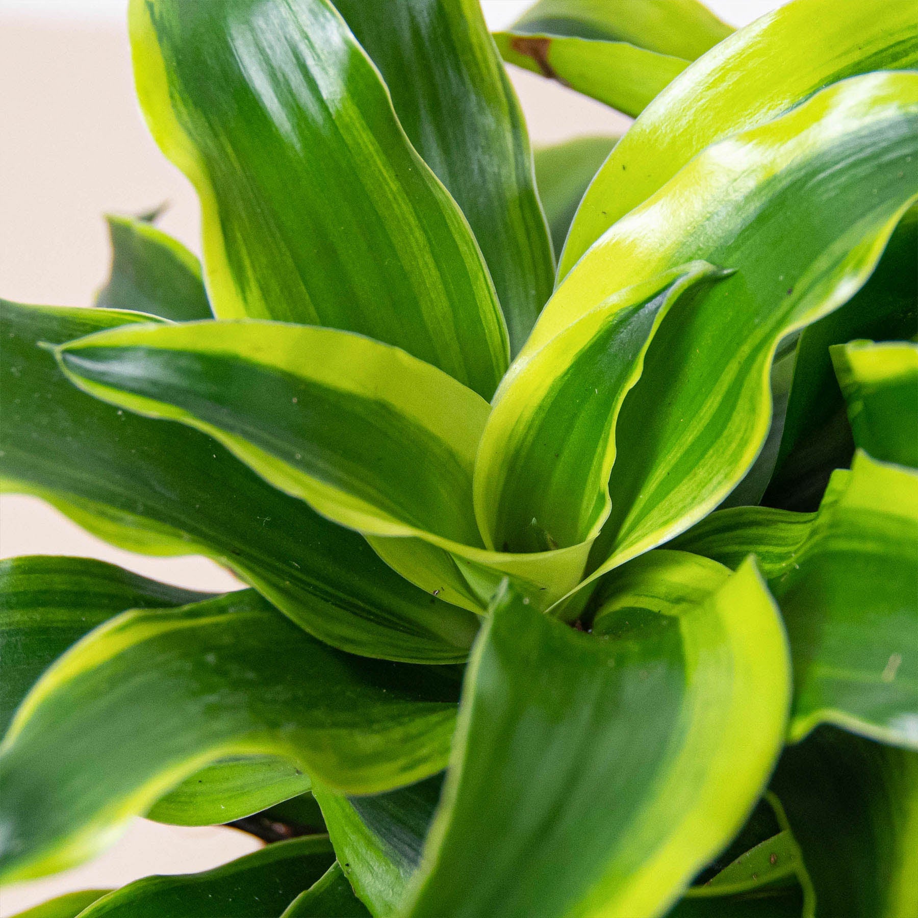 Dracaena 'Tornado'I Dracaena has Dark green leaves which grow in a spiral formation from its thin stem.
