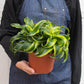 Dracaena 'Tornado'I Dracaena has Dark green leaves which grow in a spiral formation from its thin stem.