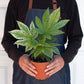 Fatsia 'Spider's Web'