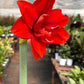 Hippeastrum Amaryllis Red | Red Amaryllis Bulb | Large Trumpet Flowers | House Plant Shop