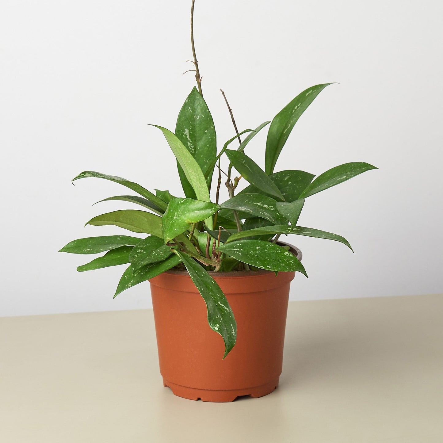 Hoya 'Publicalyx' - a vigorous vining plant with deep green lanceolate leaves,