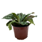 Maranta Black | Black Prayer Plant with Moving Leaves | House Plant Shop