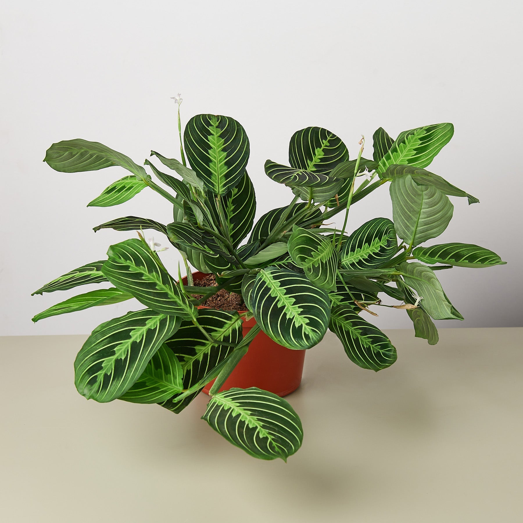 The Maranta is a evergreen perennial native to Central and South America. This plant flat oval leaves with a line pattern that runs symmetrically across the leaves.