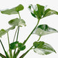 Monstera 'Thai Constellation'