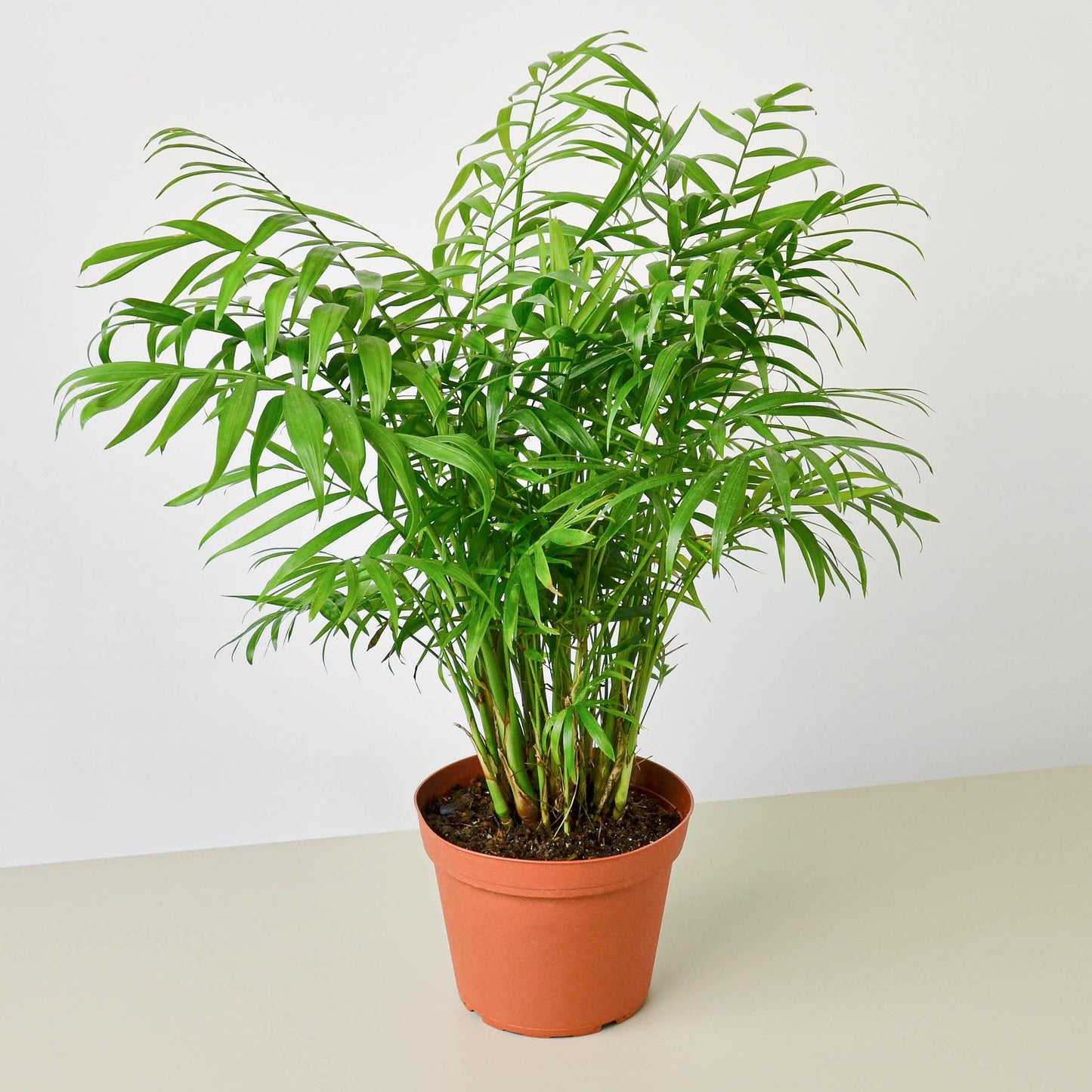 Parlor Palm I Thrives in low light conditions and is also an excellent air purifier.