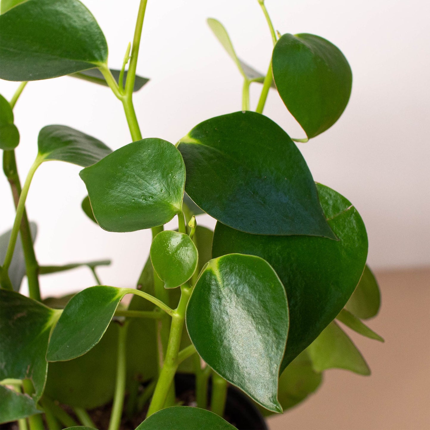 FREE SHIPPING Peperomia 'Raindrop' - a charming houseplant known for its fat, thick, shiny leaves that look like a raindrops.