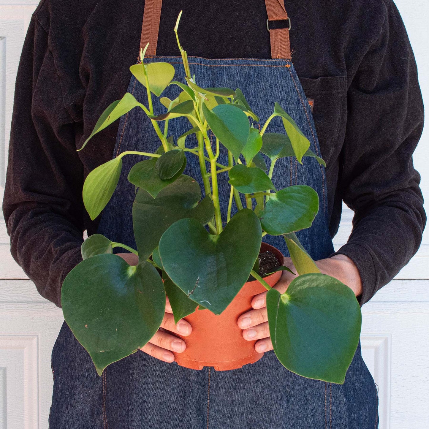 FREE SHIPPING Peperomia 'Raindrop' - a charming houseplant known for its fat, thick, shiny leaves that look like a raindrops.