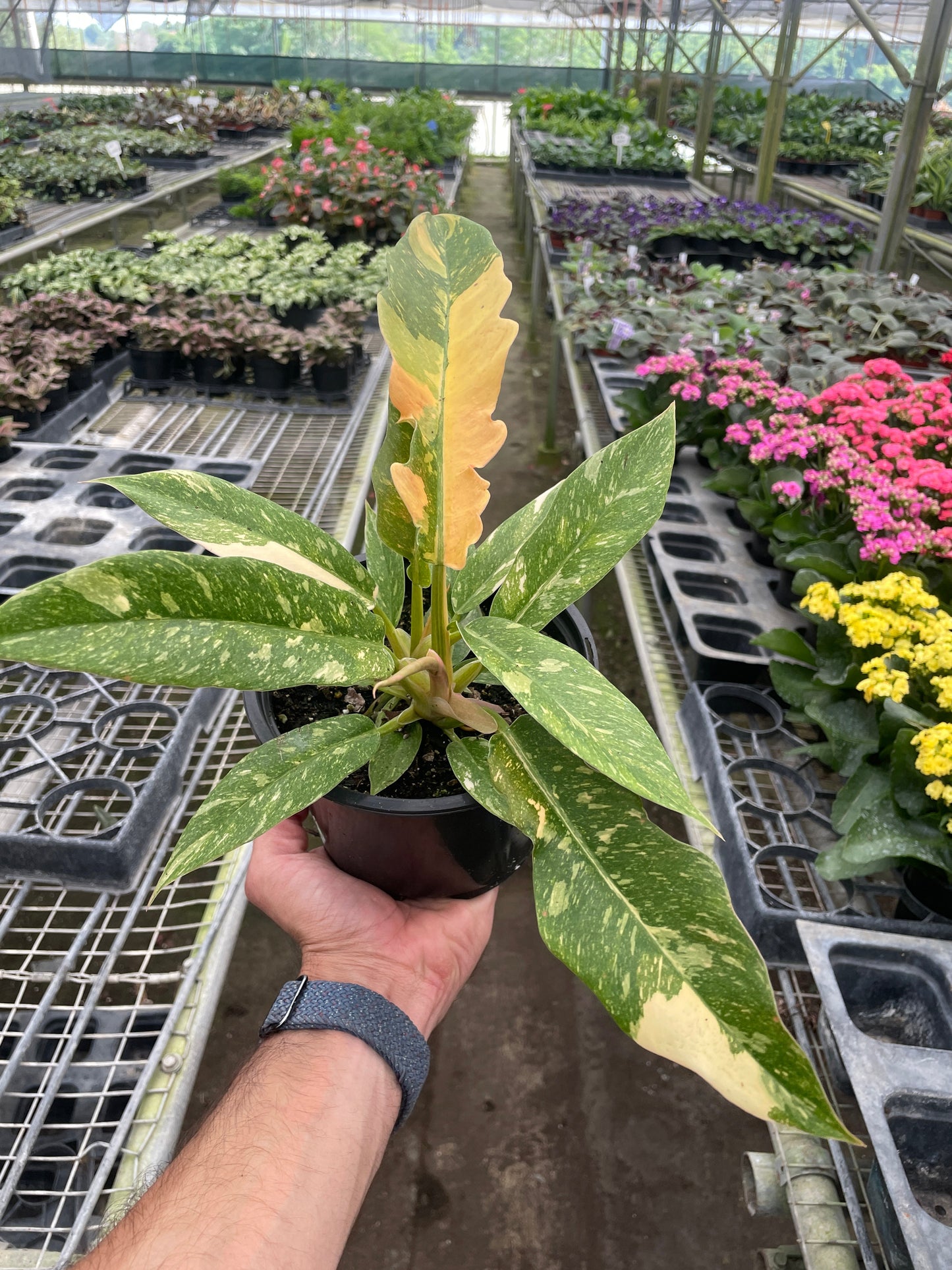 FREE SHIPPING Philodendron 'Variegated Ring of Fire '