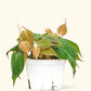 Velvet Leaf Philodendron - Size: ~6-10" long and a 6" pot.