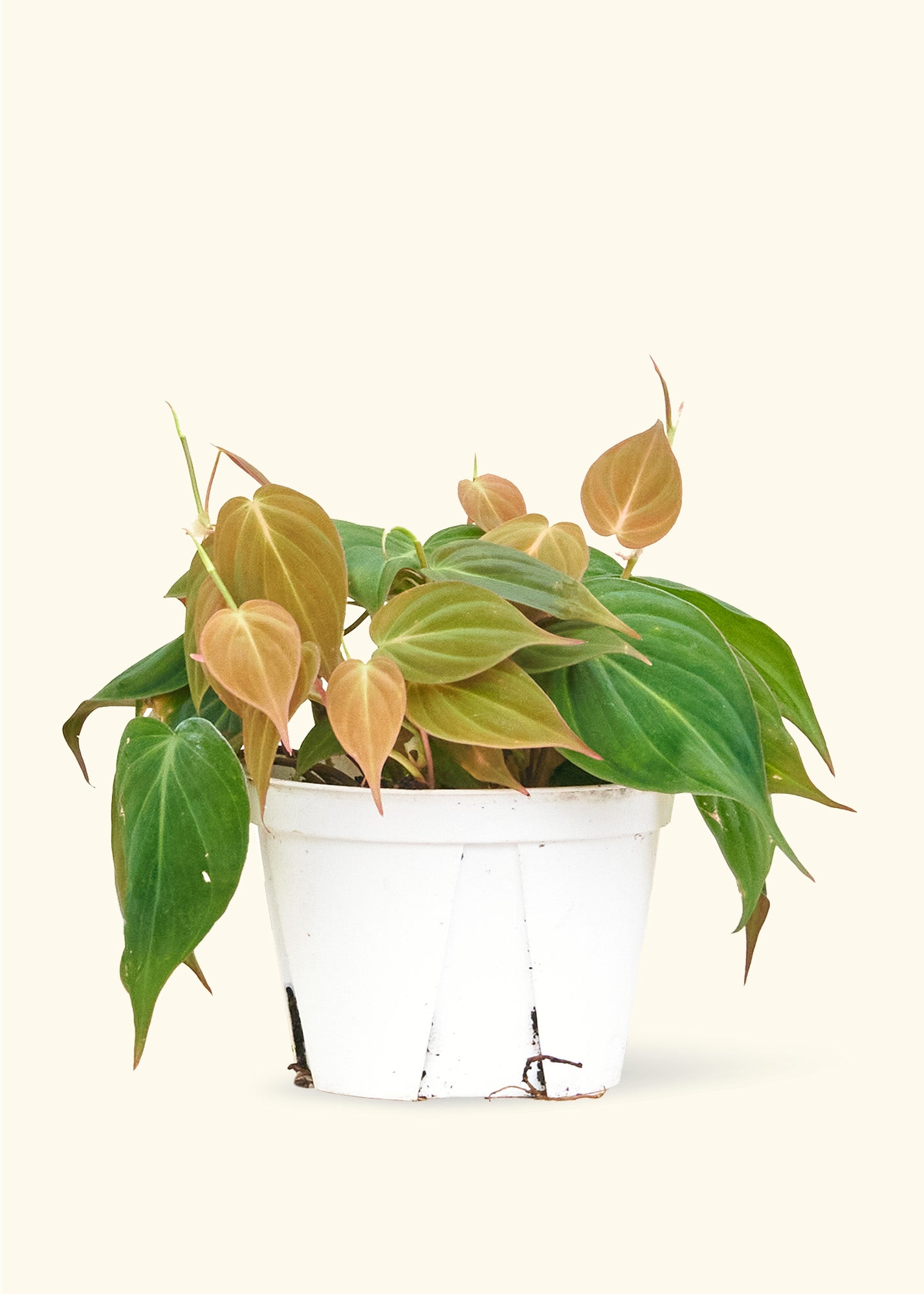 Velvet Leaf Philodendron - Size: ~6-10" long and a 6" pot.