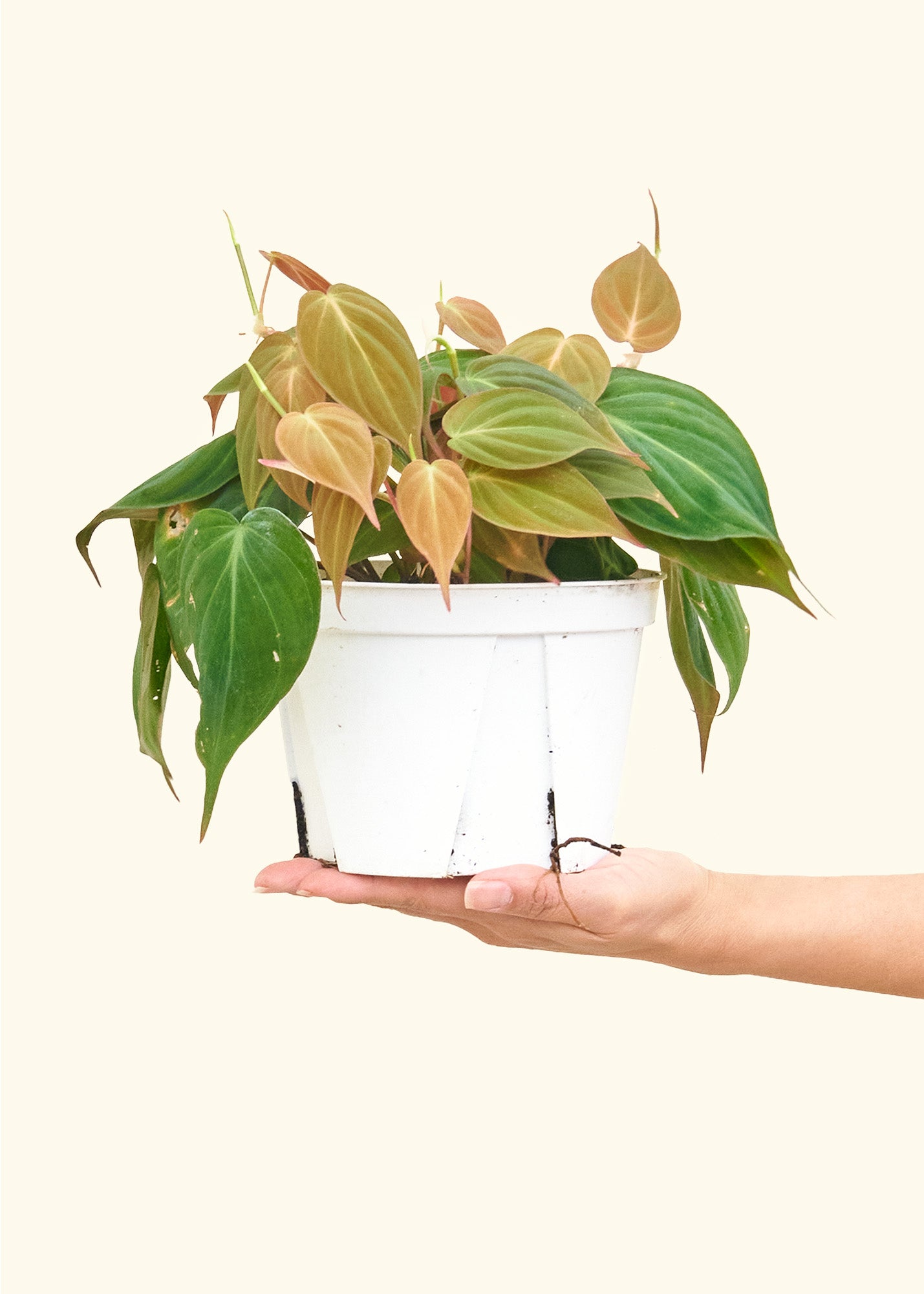 Velvet Leaf Philodendron - Size: ~6-10" long and a 6" pot.