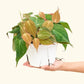 Velvet Leaf Philodendron - Size: ~6-10" long and a 6" pot.