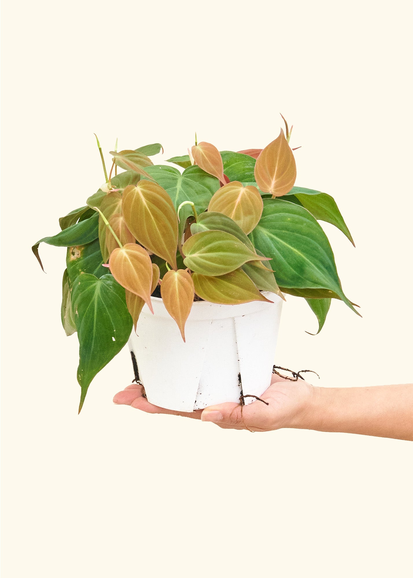 Velvet Leaf Philodendron - Size: ~6-10" long and a 6" pot.