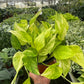 Pothos 'Neon Queen'