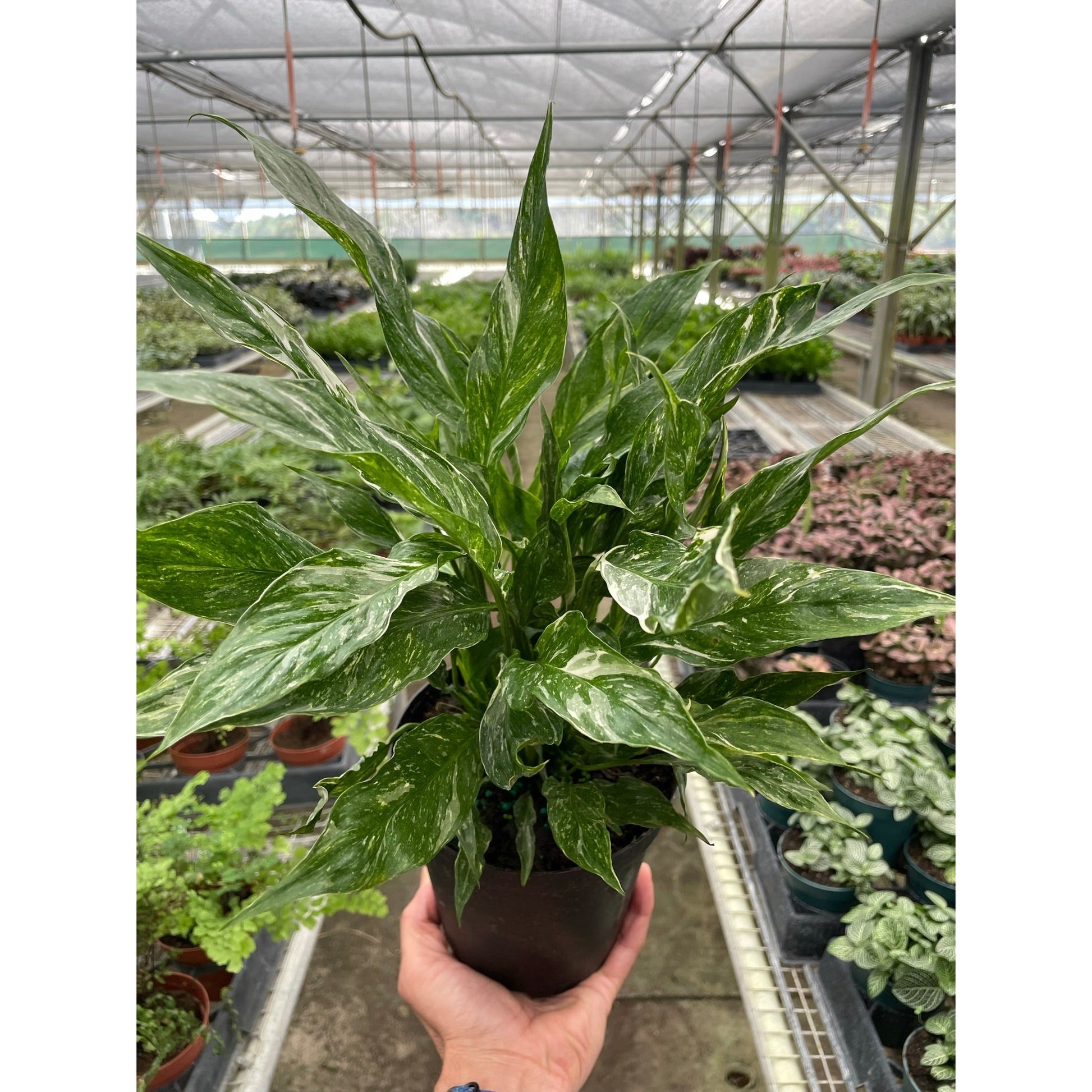 Variegated Spathiphyllum 'Domino' - a tropical evergreen plant prized for its stunning white flowers and lush foliage.