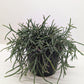 Mistletoe Cactus | Easy Care Trailing Succulent for Hanging Baskets